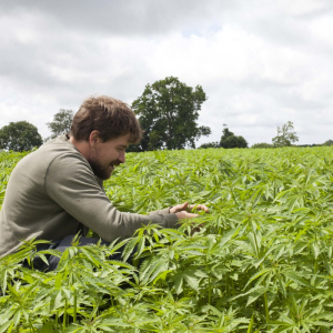Hempen organic hemp farm