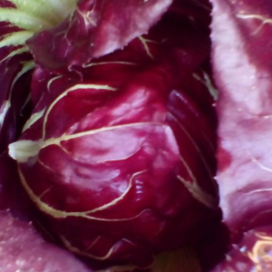 radicchio from Sarah Green's Organics