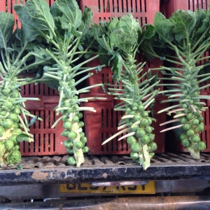 sprout stalks from Ripple Farm