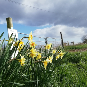 Sarah Green farm dafodils