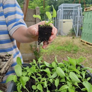 seedlings dagenhma farm