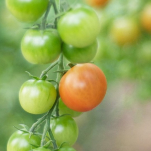 organic tomato growing on vine