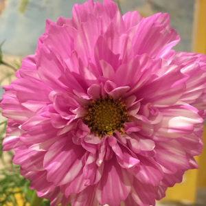 single pink cosmos flower