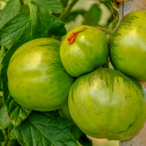 Green tomato chutney